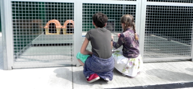 Vaiano Cremasco, due bambini osservano gli ospiti del canile (foto © Cremaonline.it)