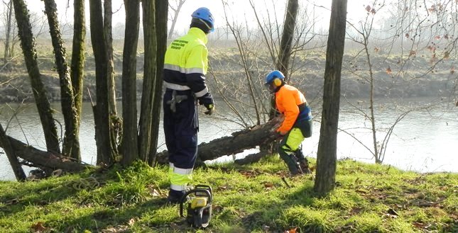 Fiume Serio, la rimozione di un tronco (foto © Cremaonline.it)