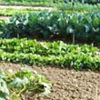 Orti comunali, bando di concorso