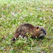 A caccia di nutrie: ecco i Trappers