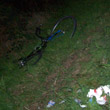 Investe ciclista con pick up e scappa: caccia al pirata della strada