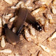 Legambiente: case infestate dalle termiti