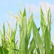 In un convegno il no di Coldiretti agli Ogm