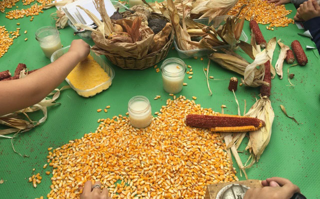 Festa d'autunno con antica mietitura del grano