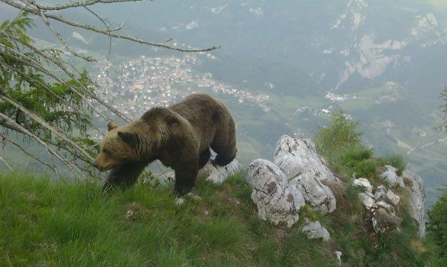 Cai. Sulle tracce dell'orso bruno delle Alpi